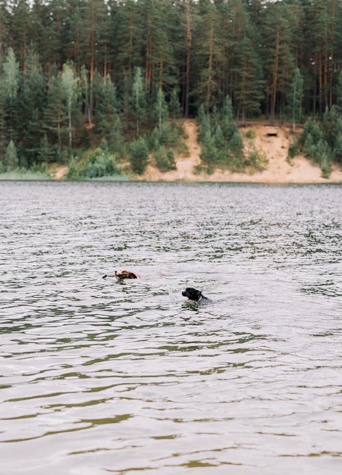Two dogs swimming in a lake with a forest in the background