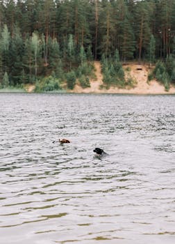 Cani in acqua