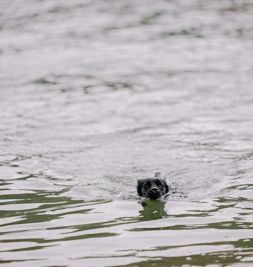 A black dog swimming in the water