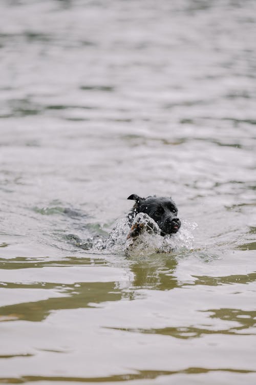 A black dog swimming in the water