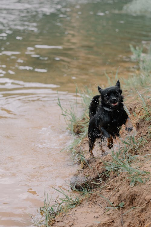 A black dog running through the water