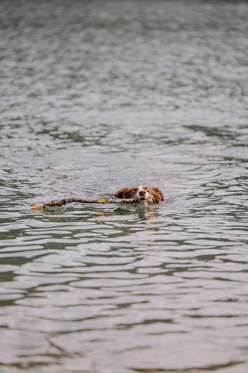 A dog swimming in the water with a stick