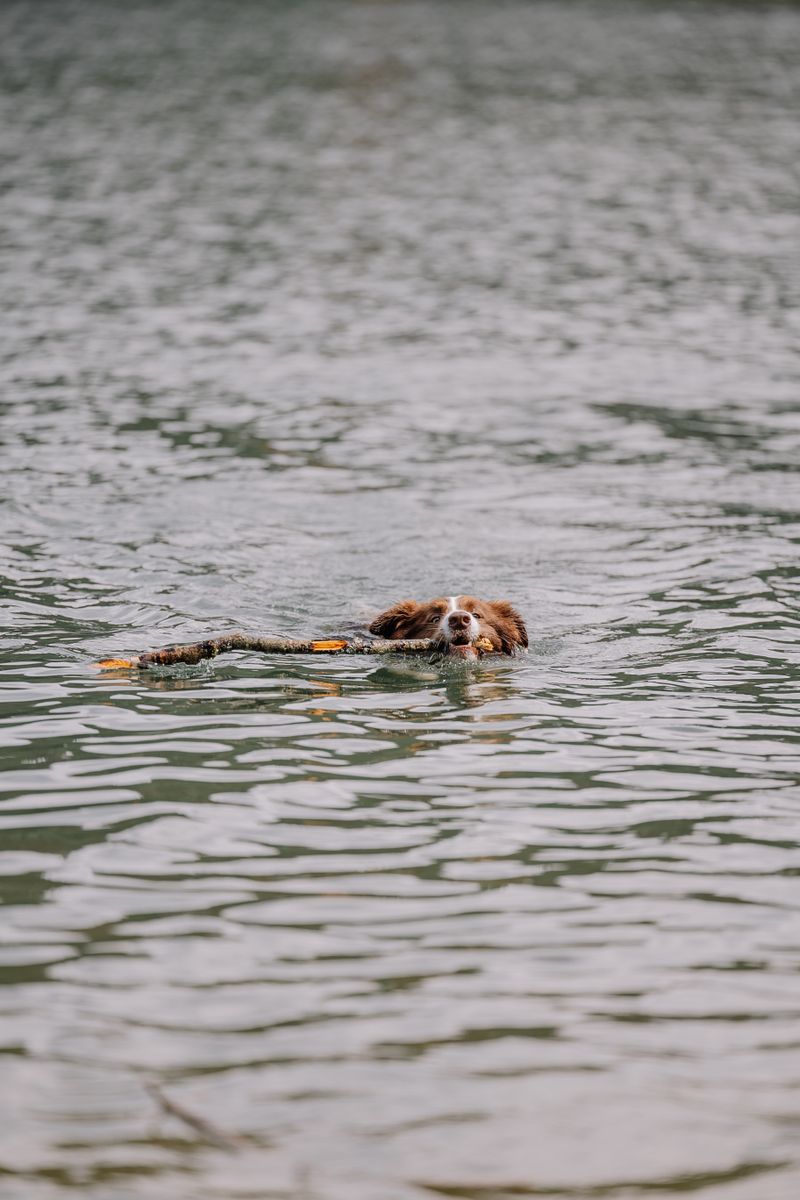 Dog swimming in a lake — watch for blue-green algae