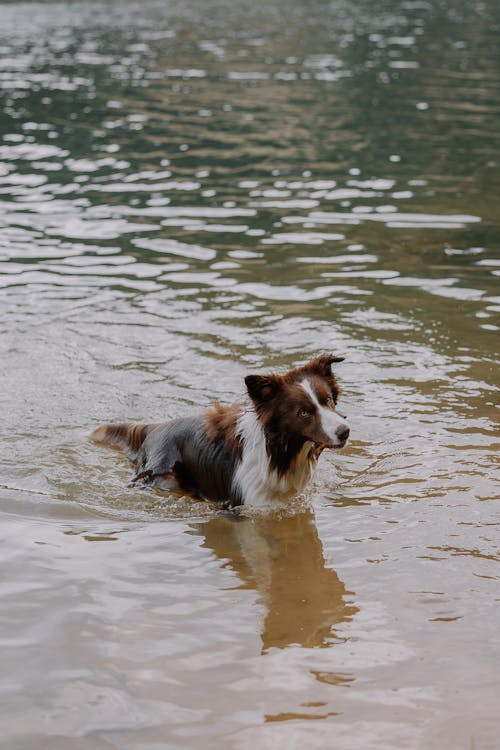 A dog swimming in a lake