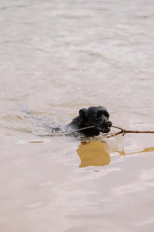 A black dog swimming in the water with a stick