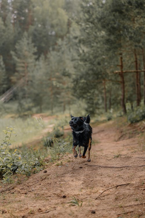 A black dog running on a dirt path