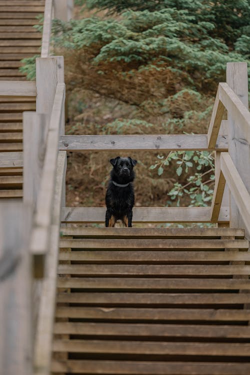 A black dog is standing on some wooden stairs