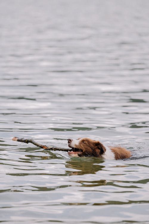 A dog swimming in the water with a stick in its mouth