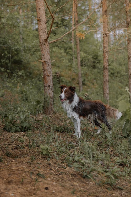 A dog is walking through the woods in front of trees