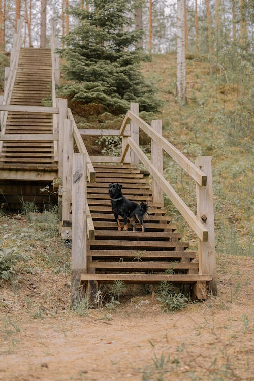A black dog is standing on a wooden staircase