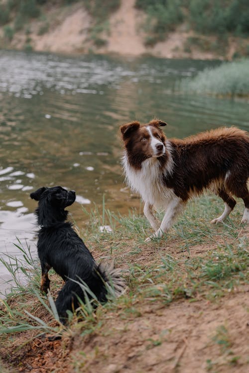 Two dogs standing near a lake with water