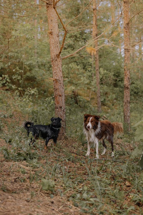 Two dogs are standing in the woods