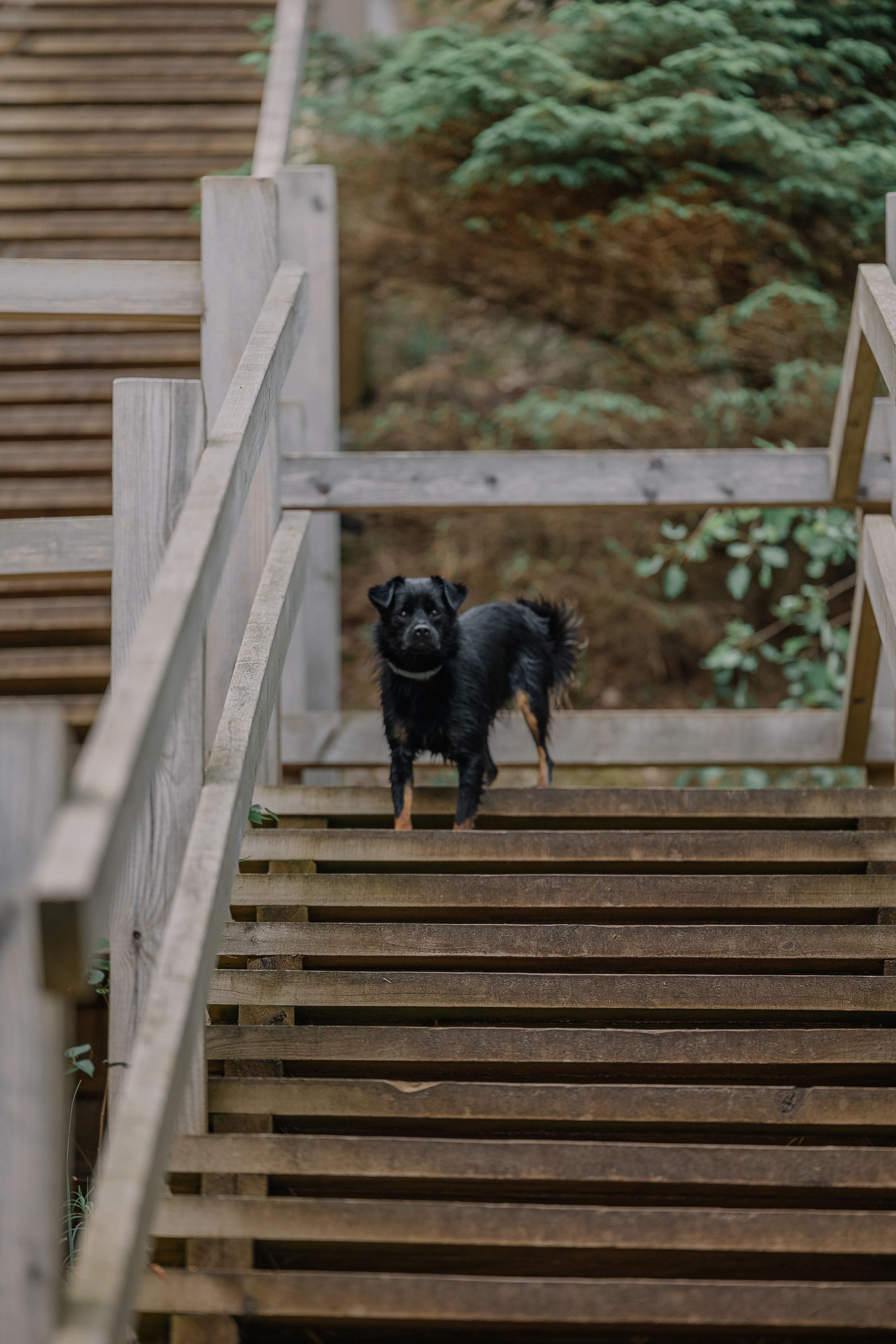 A small black dog standing on wooden steps outdoors surrounded by greenery.