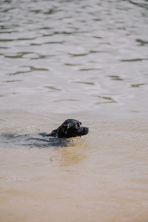 Free Black Labrador enjoying a swim in a calm river, perfect for pet and nature themes. Stock Photo