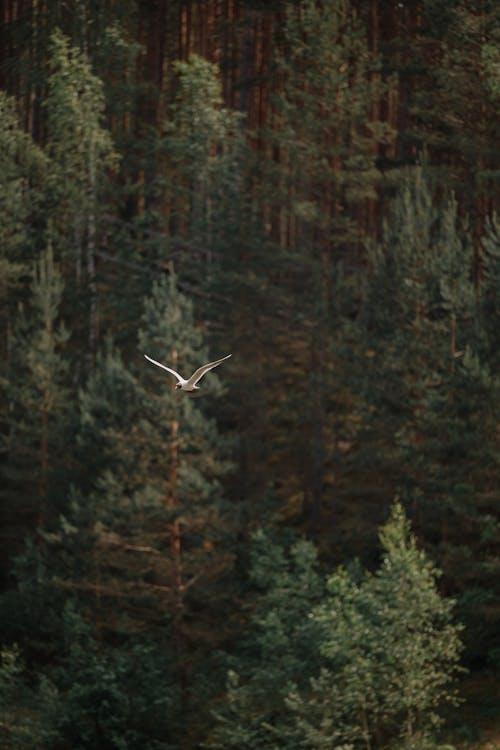A bird flying over a forest with trees