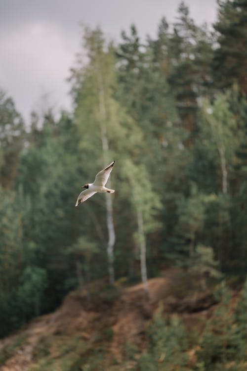 A bird flying over a forest