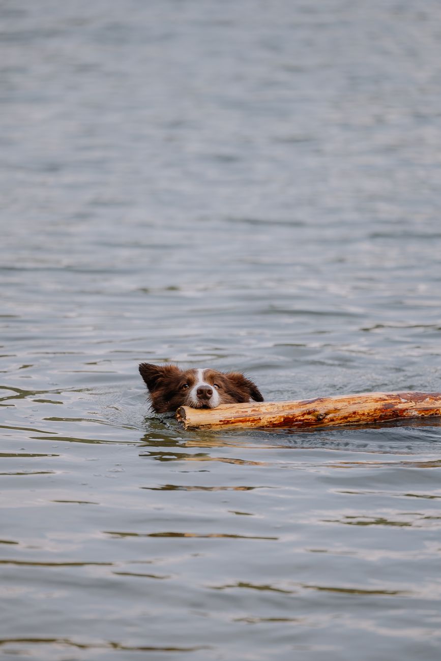 Gratis stockfoto met actief, actief ras, aquatisch