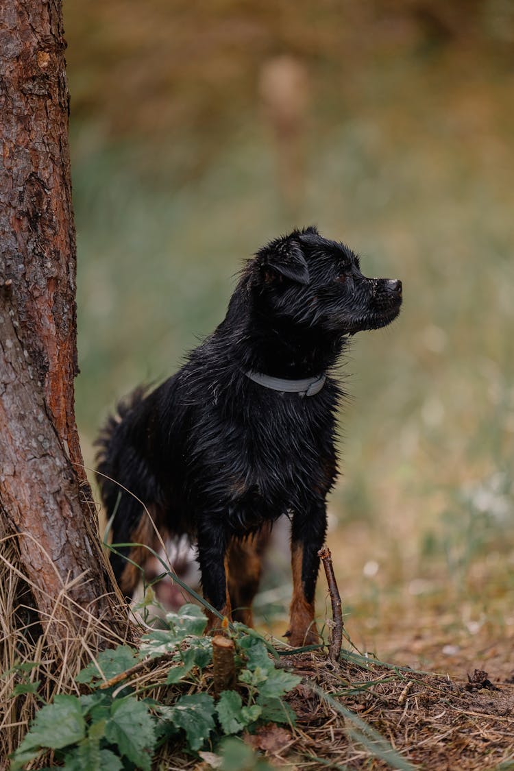 Puppy Near Tree