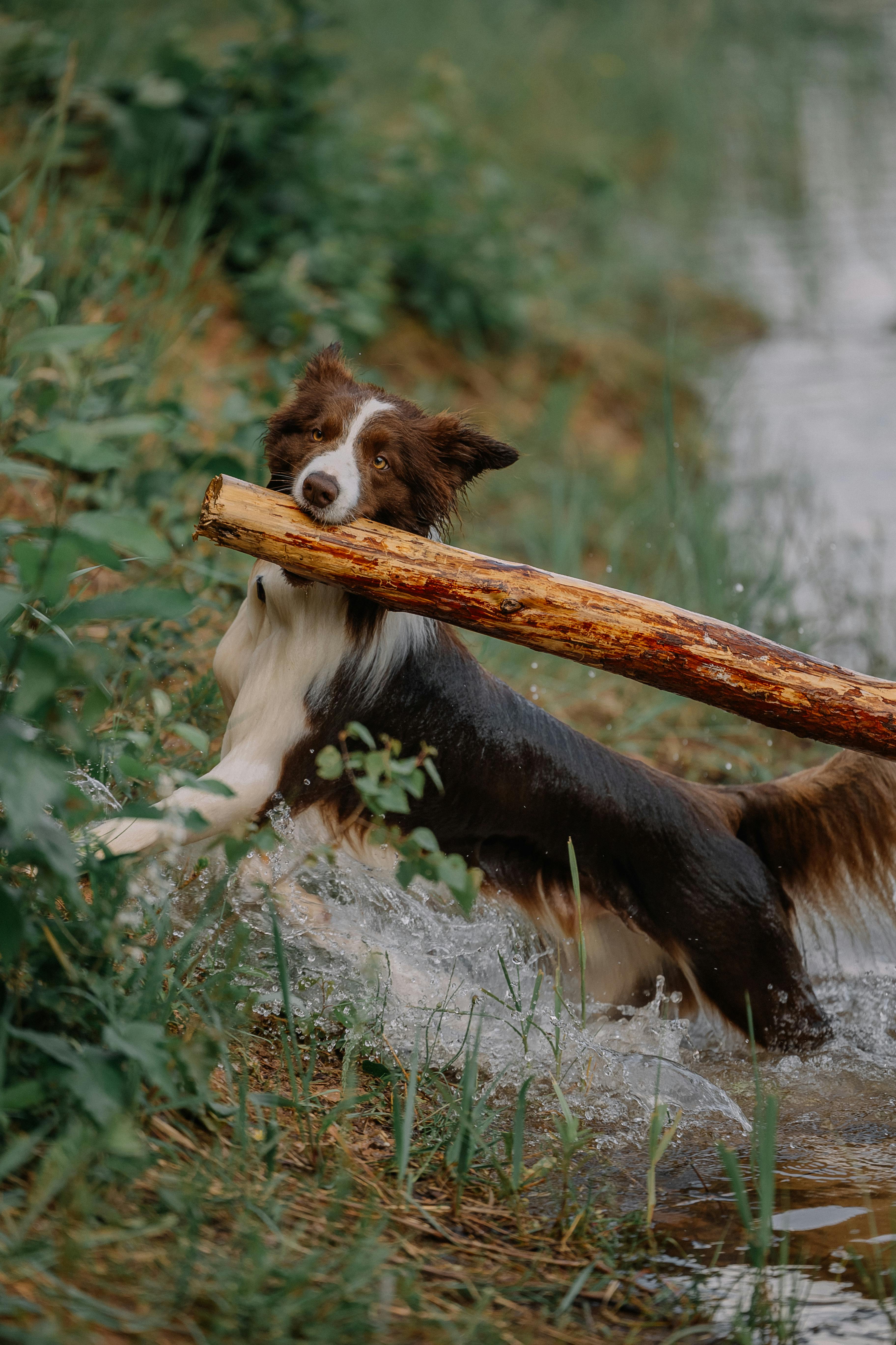 border collie playing with branch