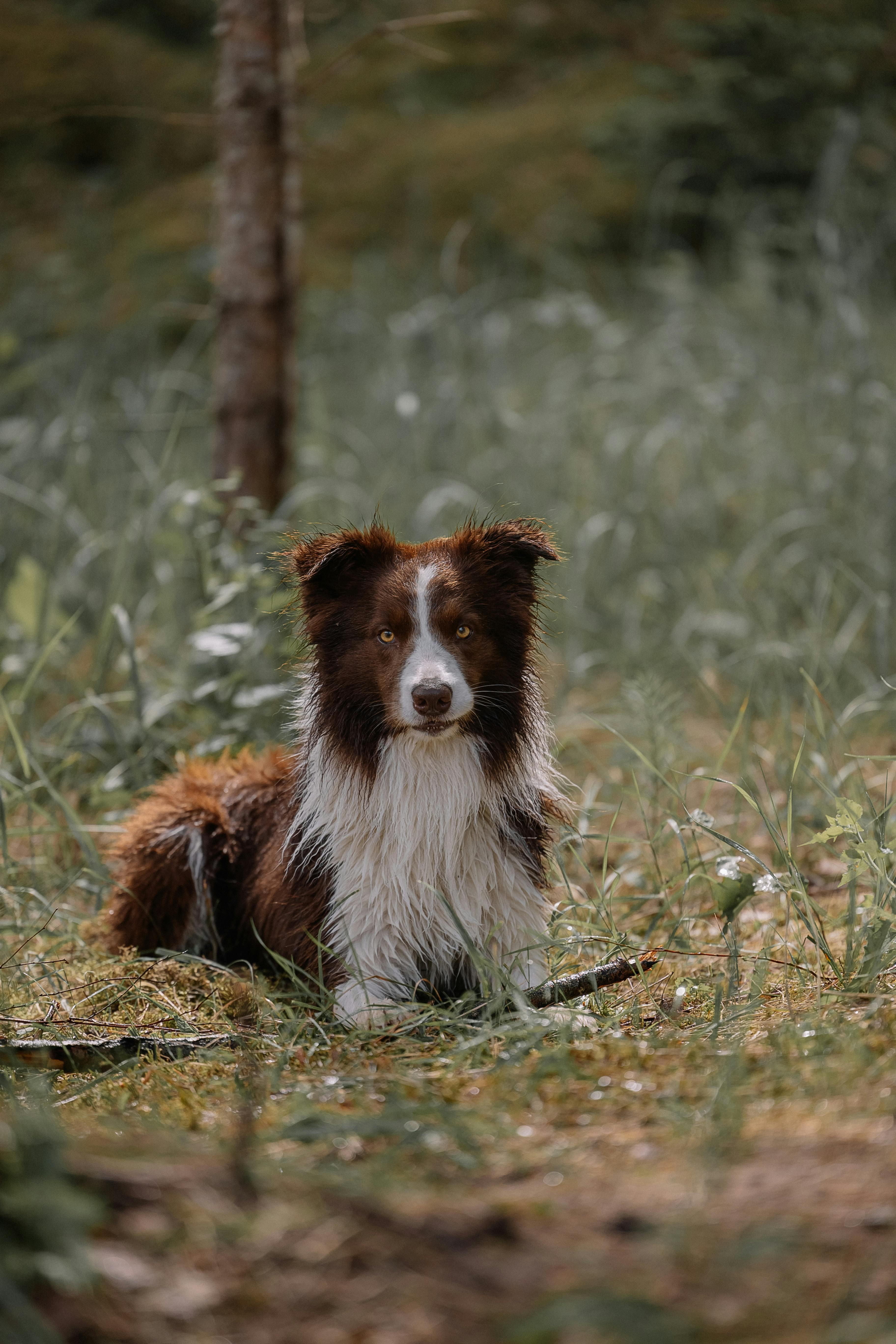 Why Do Dogs Have Wet Noses? Discover This Fascinating Fact! 6 Why Wet Noses Matter: Understanding Canine Cooling Mechanisms