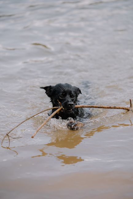 Cute puppy playing in the water, holding a stick, showcasing fun and playful pet behavior.