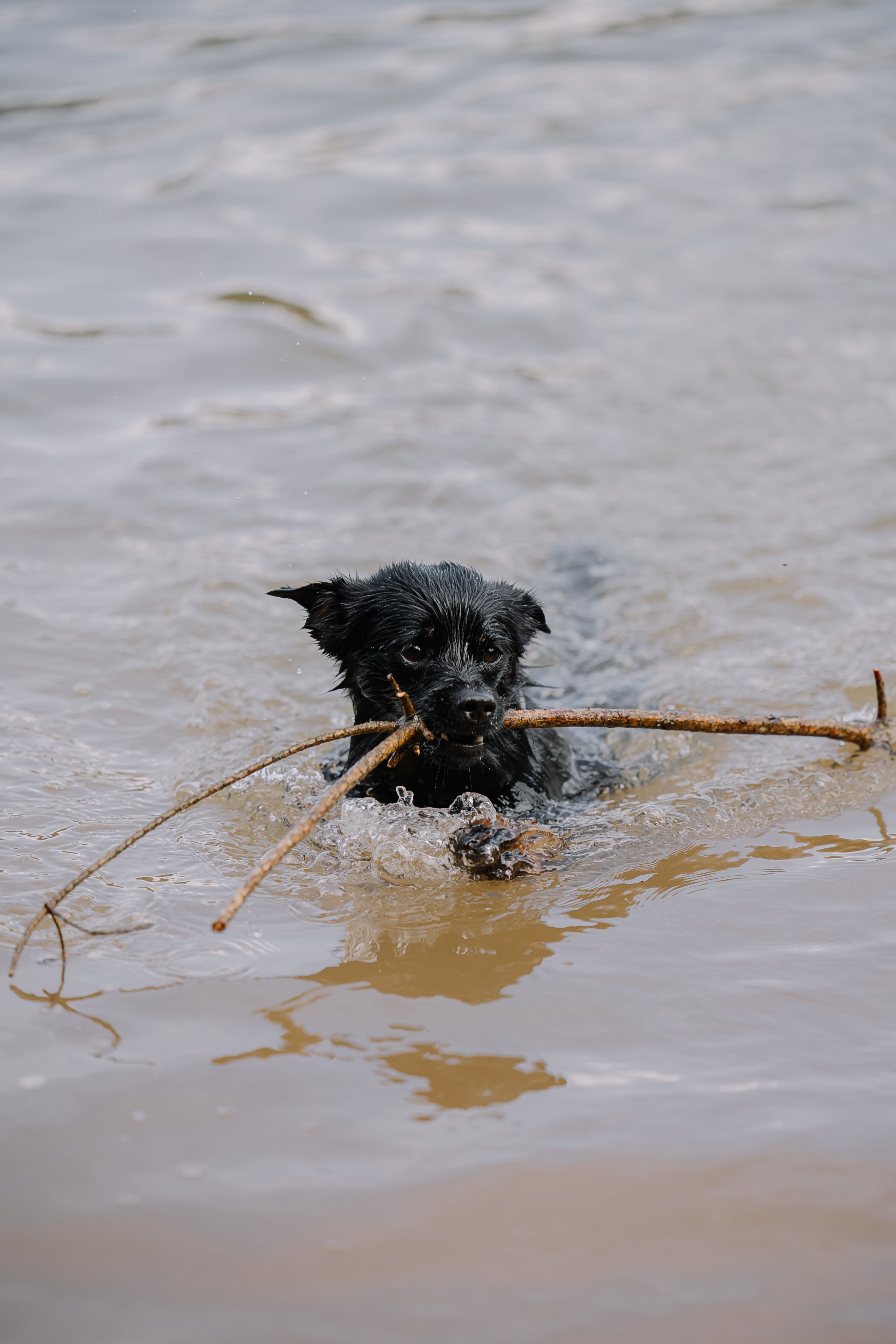 Free A black dog with a stick in its mouth Stock Photo