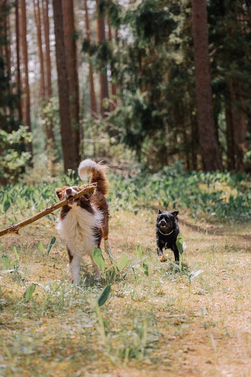 가을, 개, 개의의 무료 스톡 사진