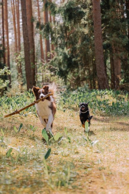 Two dogs, a Border Collie and a puppy, joyfully running and playing with a stick in a sunny forest.