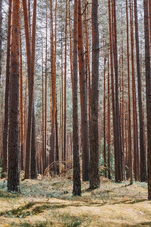 Základová fotografie zdarma na téma borovice, dřevo, jehličnan
