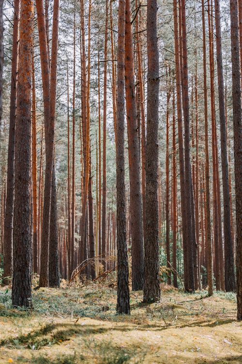 Free A serene vertical shot of tall pine trees in a dense forest with sunlight filtering through. Stock Photo