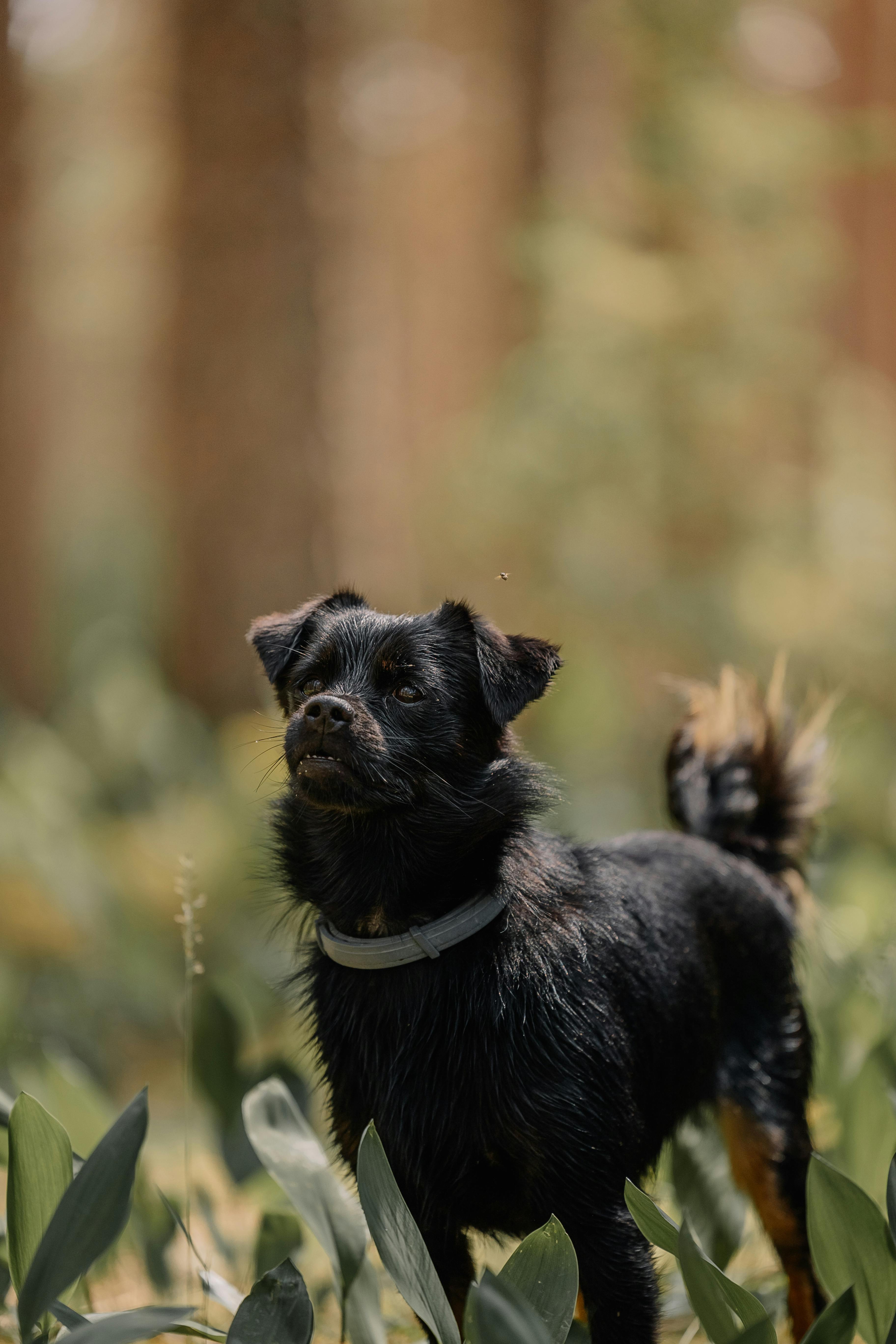 black puppy in forest