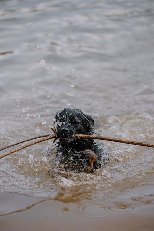 강, 개, 당구의 무료 스톡 사진