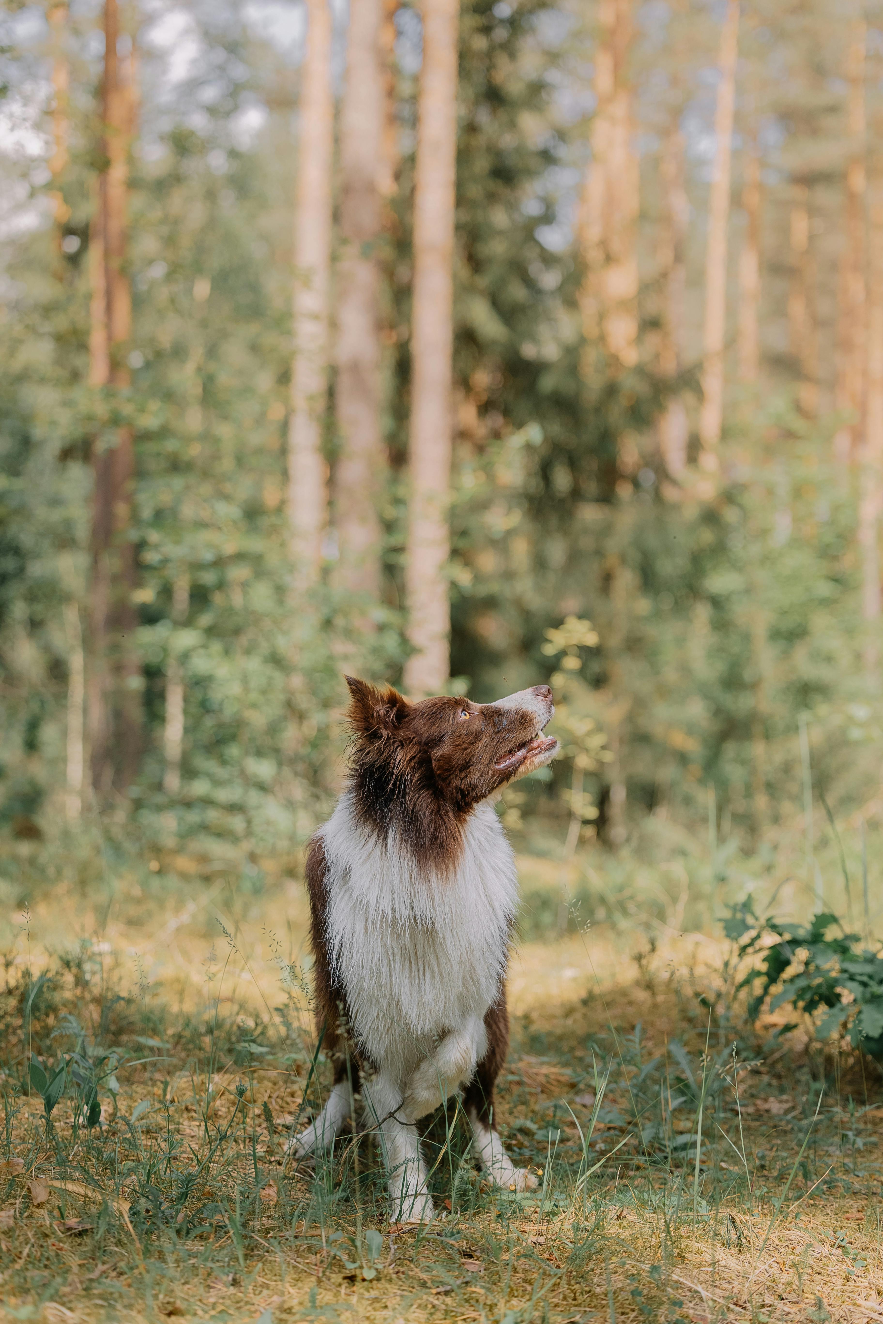 border collie dog in forest