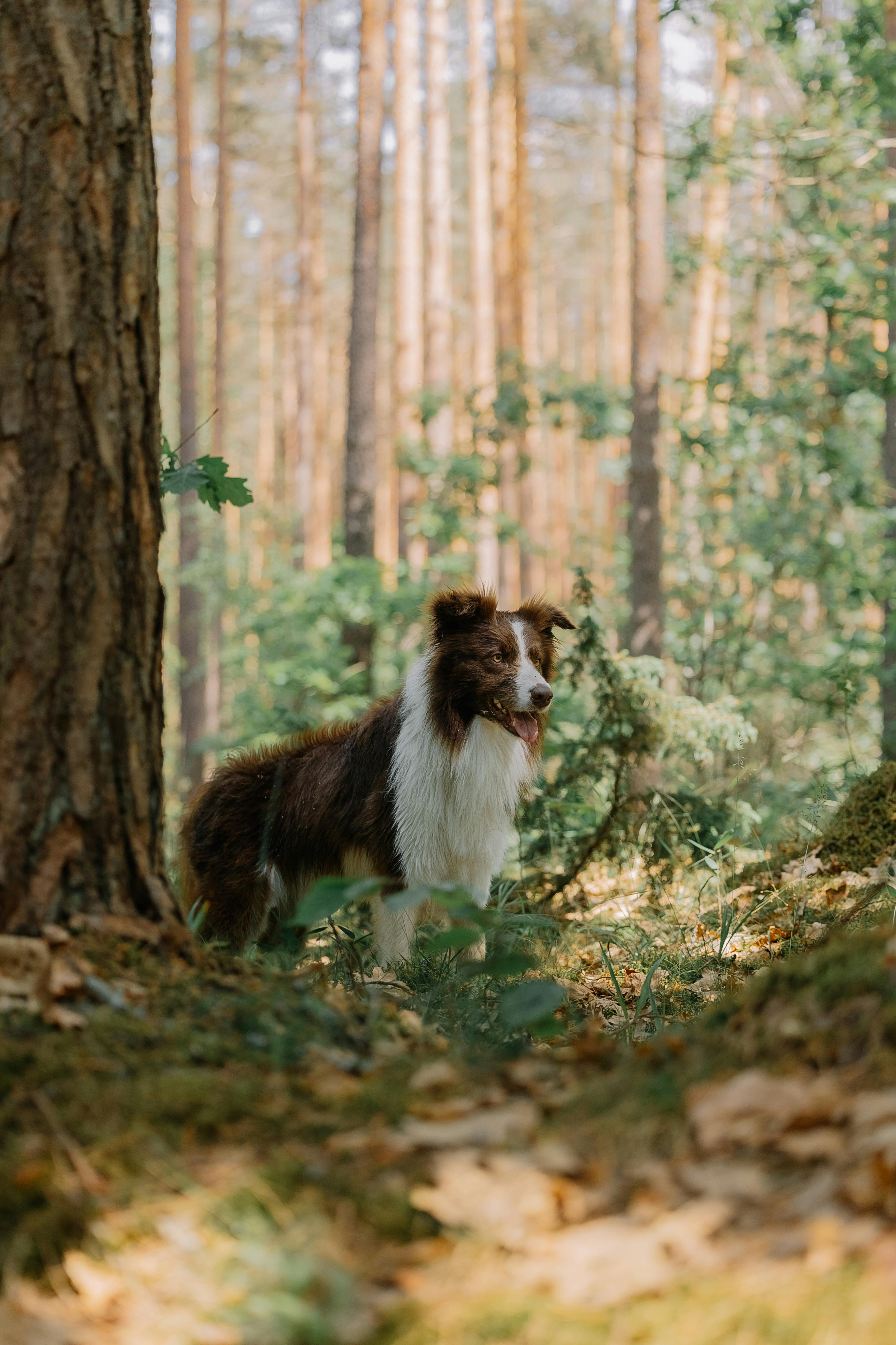 border collie in forest