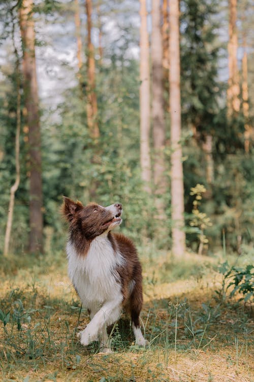 Fotobanka s bezplatnými fotkami na tému domáce zviera, les, pes