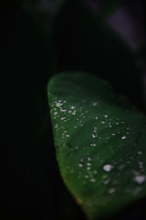 Free Detailed view of dew drops on a fresh green leaf, showcasing natural beauty and freshness. Stock Photo