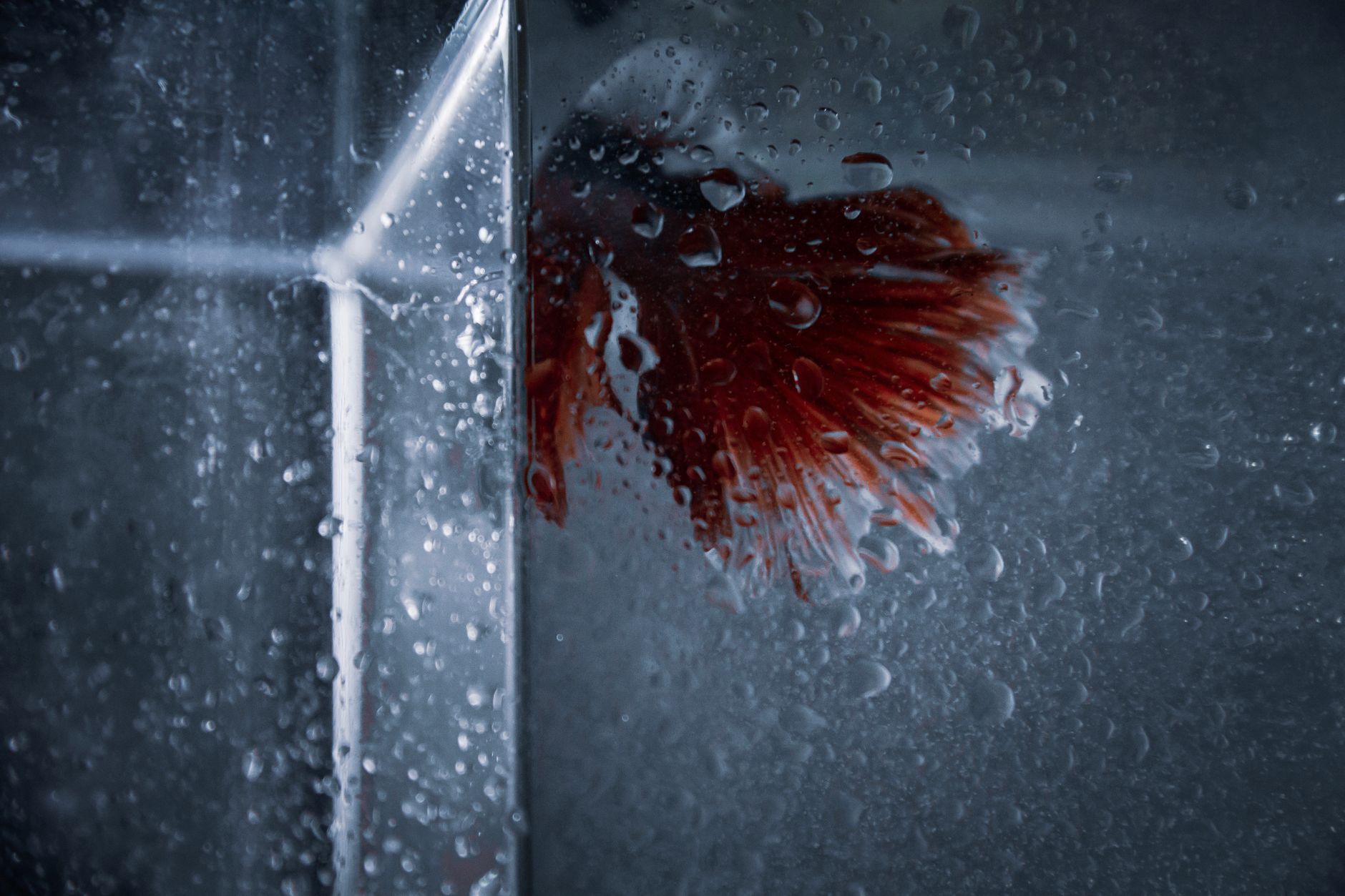 betta fish swimming in freshwater aquarium