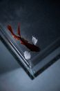 玻璃水族箱的角落里，一条色彩斑斓的斗鱼正游弋着，画面十分迷人
