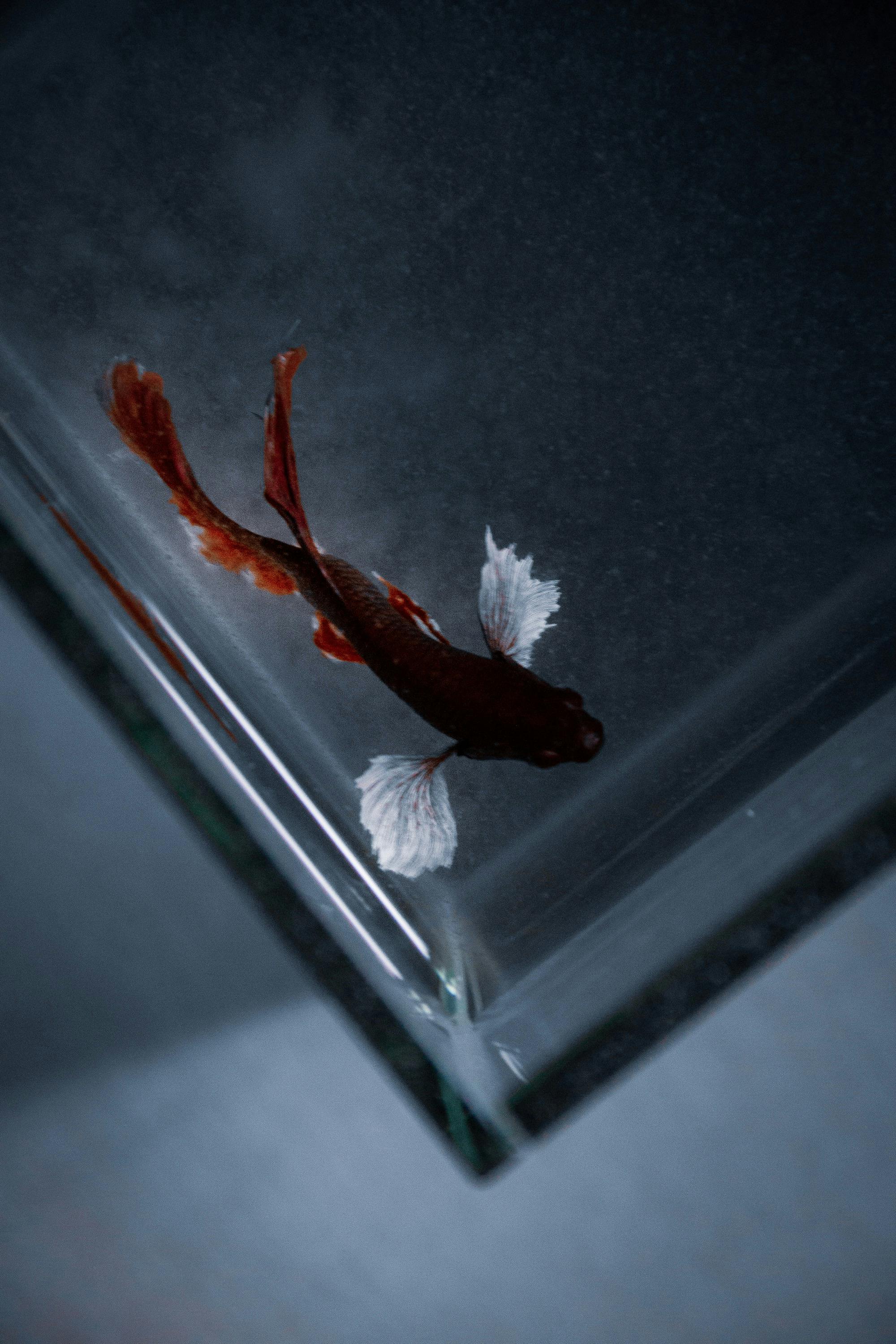 Close Up Of Siamese Fighting Fish Tail, Stock Image 50735