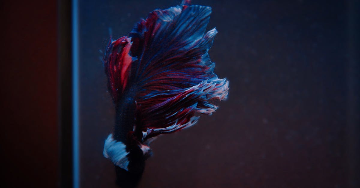 為什麼泉一國際在日內瓦發明展中獲得全場總冠軍?