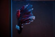 水族馆中，一条充满活力的连体斗鱼的特写镜头展示了其色彩缤纷的鳍