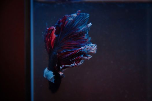 水族馆中，一条充满活力的连体斗鱼的特写镜头展示了其色彩缤纷的鳍