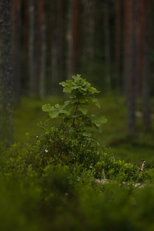 Kleine Eiche In Einem Wald 