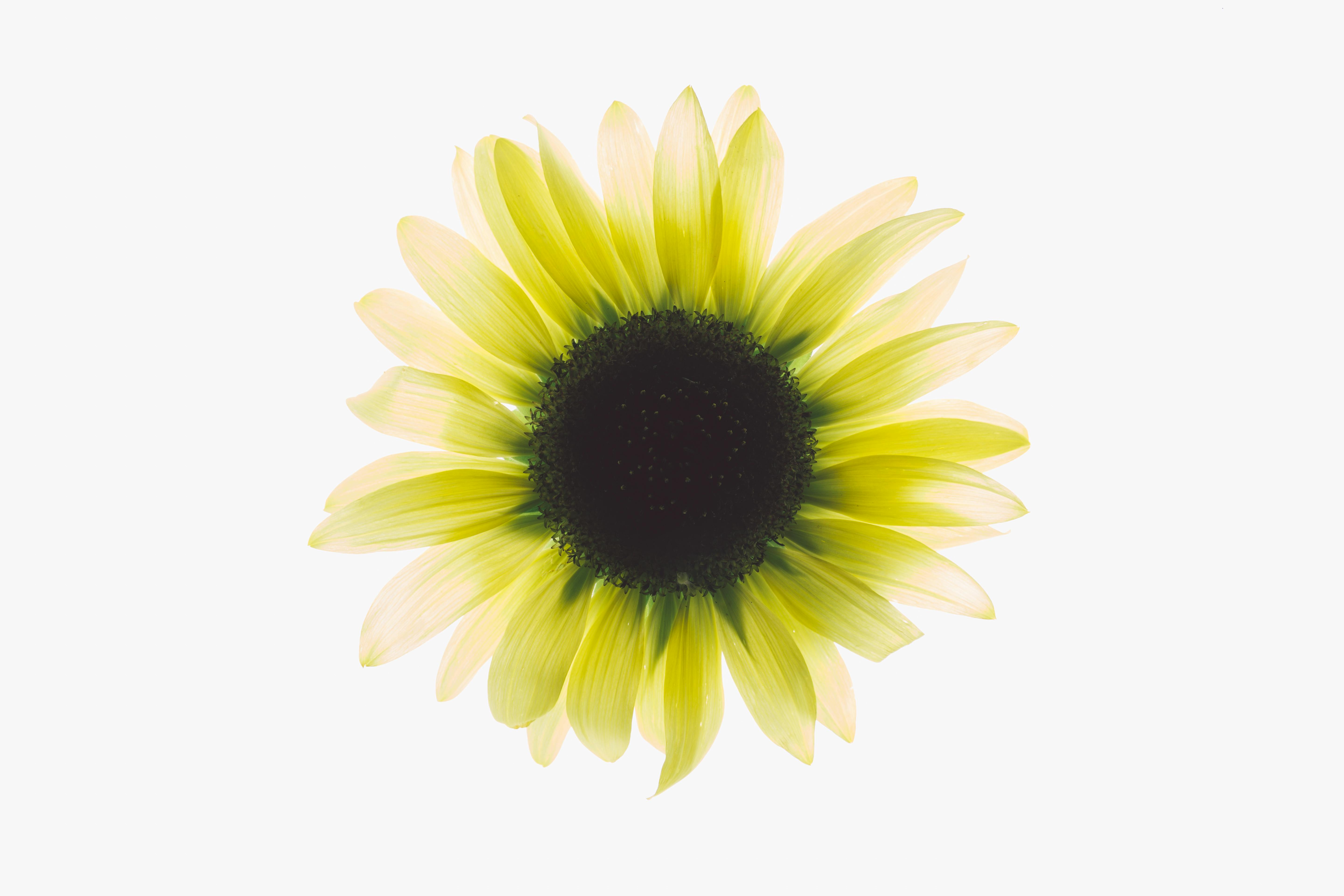 一张高分辨率图像捕捉了柔和光线下向日葵盛开的精致美丽