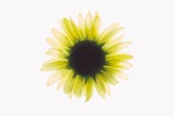 一张高分辨率图像捕捉了柔和光线下向日葵盛开的精致美丽