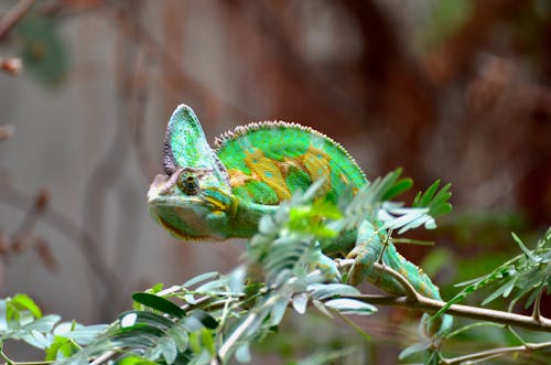 Green Chameleon Focus Photography