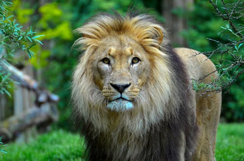 Photographie En Gros Plan D'un Lion