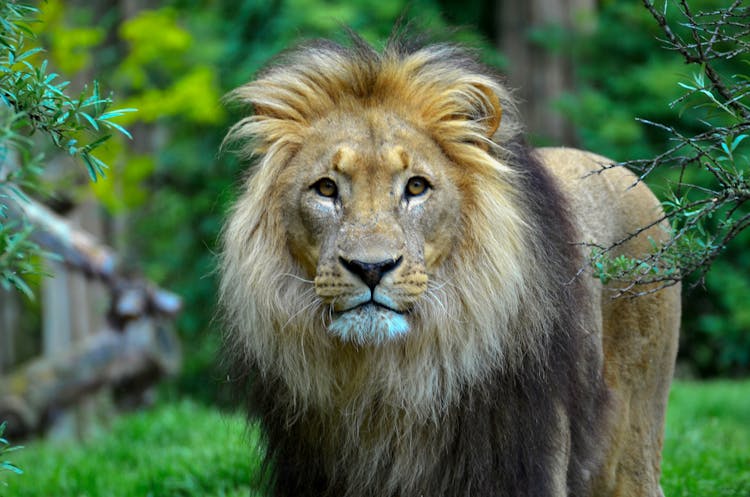 Close-Up Photography Of A Lion