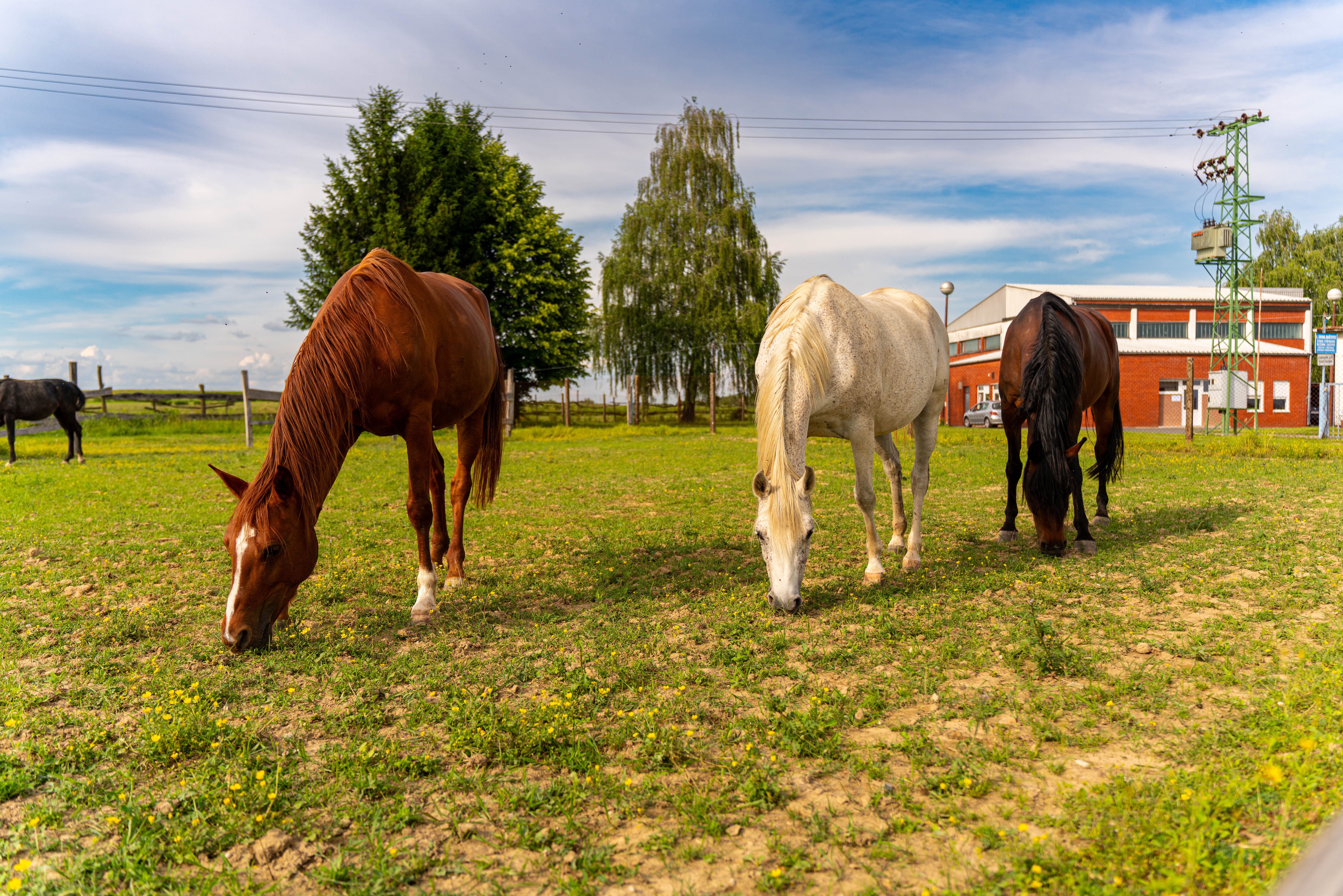 Au paddock — Pension pour chevaux à Afa