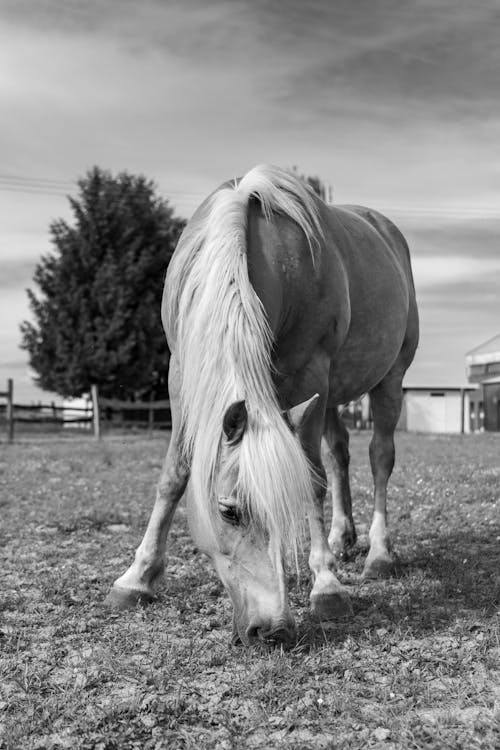 Gratis stockfoto met beest, boerderij, buiten